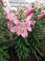 [5160 Tabledance MakTL No01.JPG]